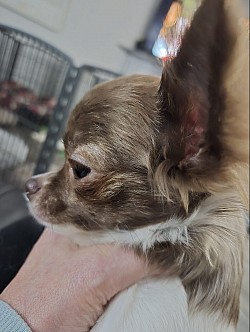 Lola, chocolate brindle white markings