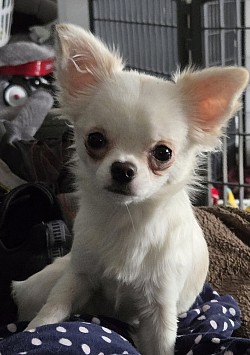 Poppy, white with Fawn markings