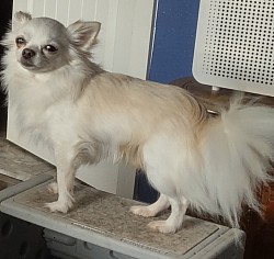 Simon, white with cream markings