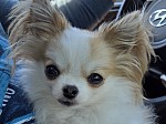 D's Darling AKC Long Hair Chihuahuas